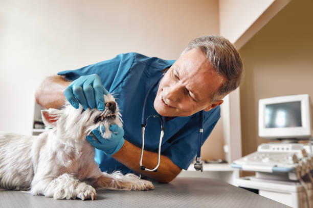 Best Emergency Denture Repair in Rothschild, WI